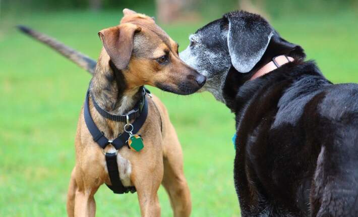 Dogs Instinctual Communication