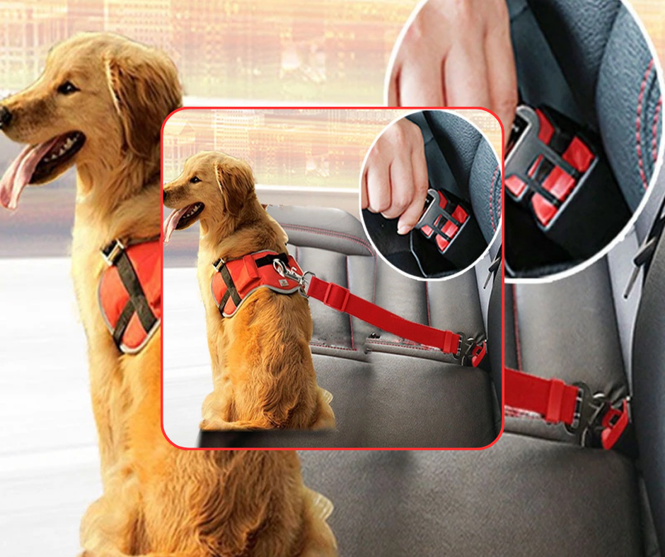 Pet Safety Accessories