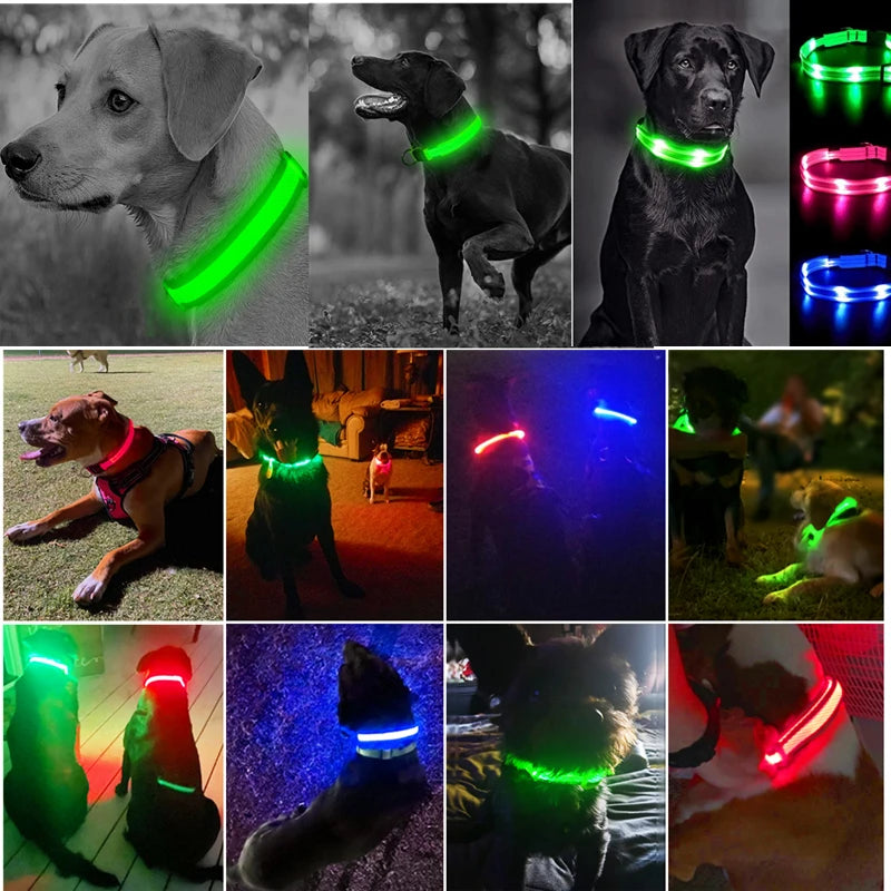 Dog Luminous Led Collar - Abigeso mercato 