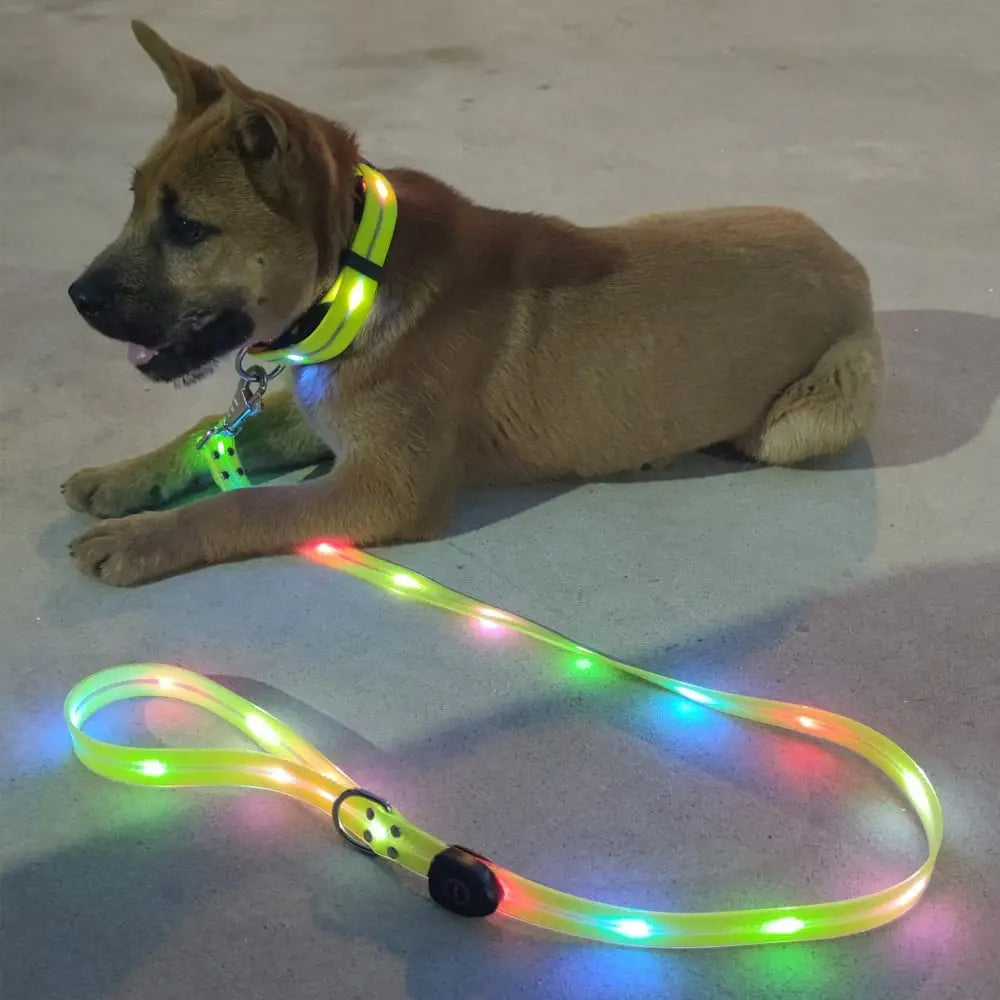 Premium Led Collar & Leash - Abigeso mercato 