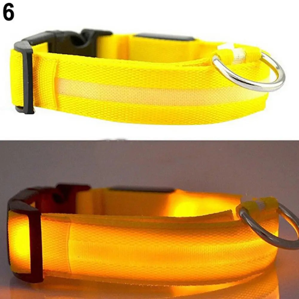 Premium  Luminous Collar - Abigeso mercato 