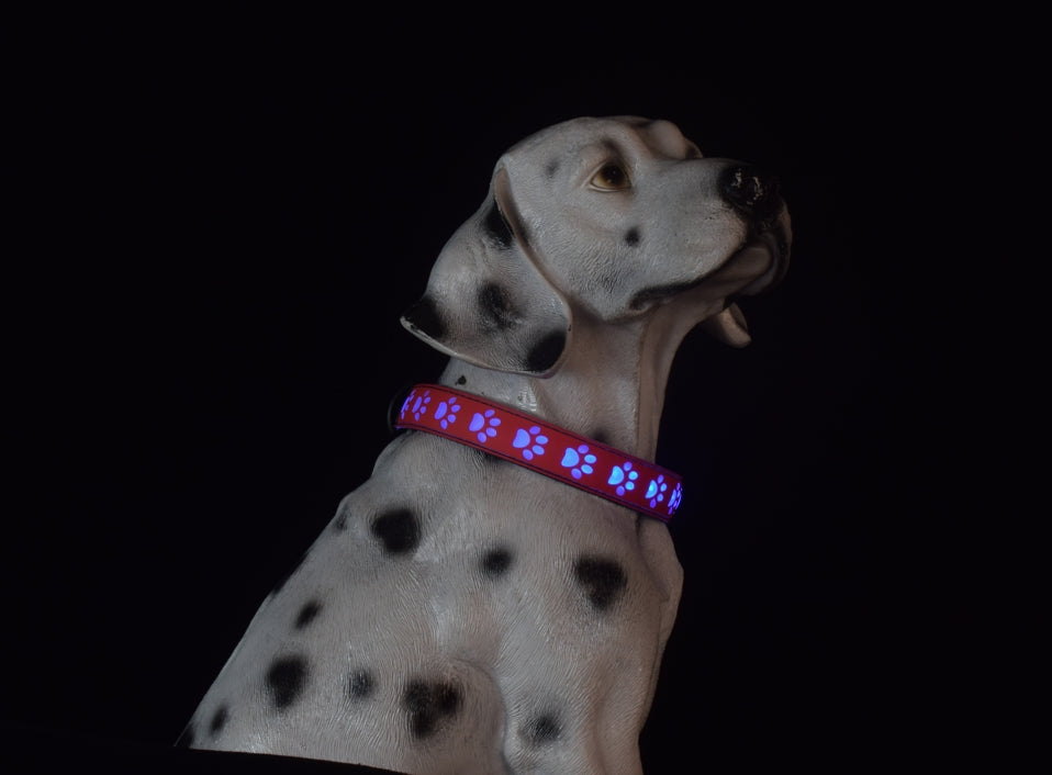 Premium Rechargeable LED Collar - Abigeso mercato 